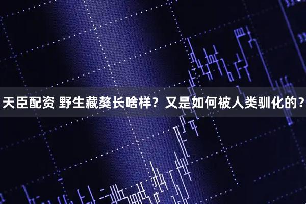 天臣配资 野生藏獒长啥样？又是如何被人类驯化的？