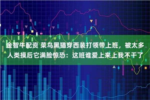 金智牛配资 菜鸟黑猫穿西装打领带上班，被太多人类摸后它满脸惊恐：这班谁爱上来上我不干了